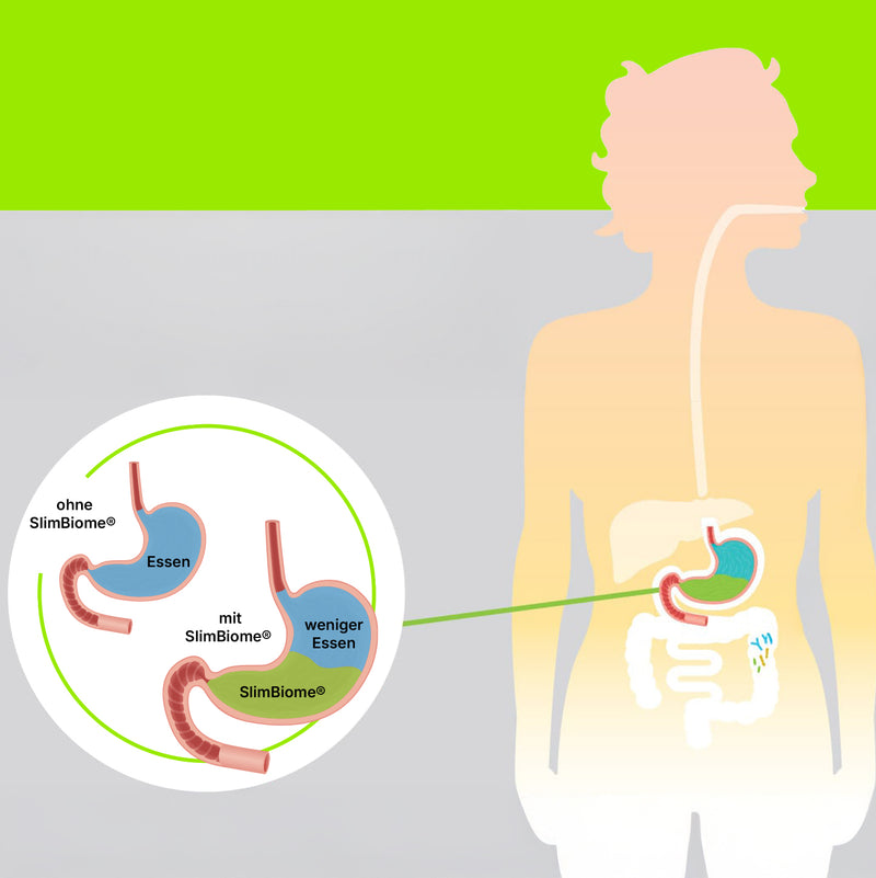 Grafik Magen mit SlimBiome